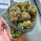 Weedconnect Online Dispensary Recreational