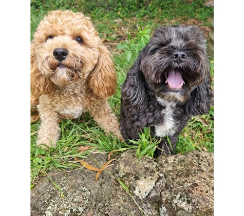 A Pet's Life - Toolijooa, NSW