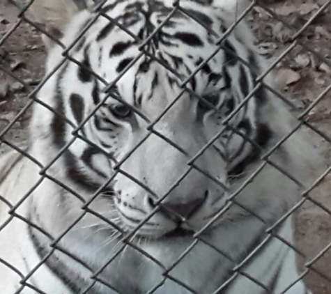 Carolina Tiger Rescue - Pittsboro, NC