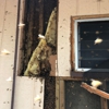 Island Bee Removals gallery