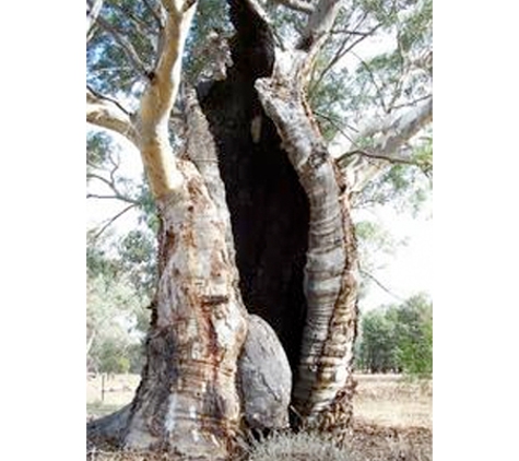 Arborman - Tree Solutions - Port Adelaide, SA