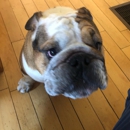 Wachusett Pet Care