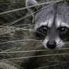 Pierson Nuisance Wildlife Removal gallery