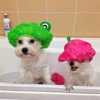 aussie doggy day spa gallery