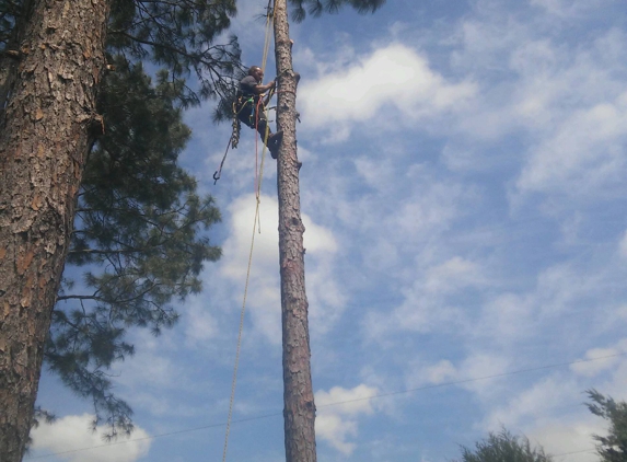 A 5 star tree service - Milton, FL