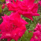 Lendon Floral & Garden