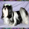 R Texas Star Shih Tzu's & R Texas Star Grooming  & Boarding gallery