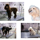 Patti's Pet Perfection dog and cat grooming - Dog & Cat Grooming & Supplies