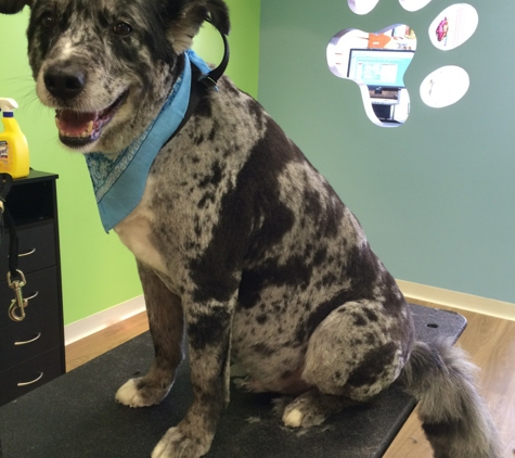 Pooch Parlor - Leonia, NJ