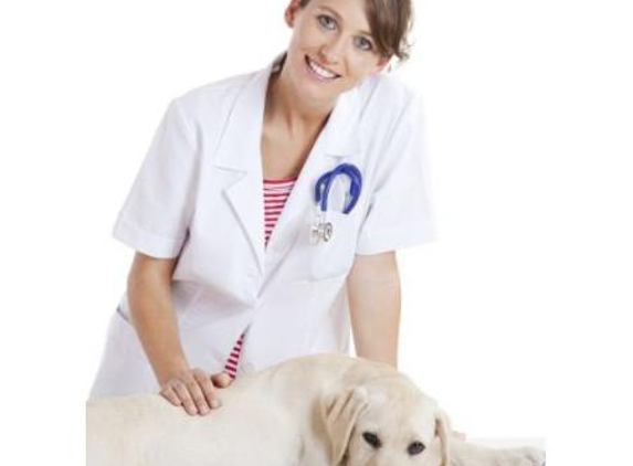 Traralgon Veterinary Centre - Traralgon, VIC