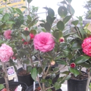 Schandiz Garden Center - Wholesale Plants & Flowers