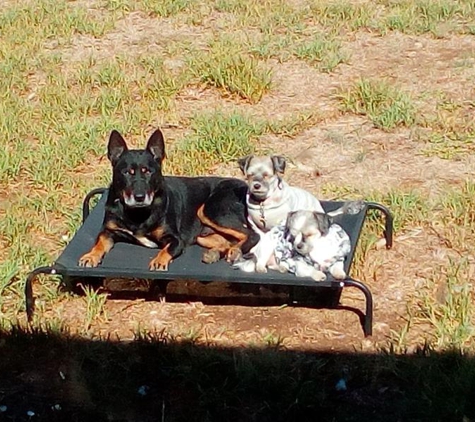 Salon Cherie Dog & Cat Grooming - Cowra, NSW