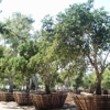 Jimenez Nursery & Landscapes gallery