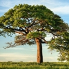 Obsidian Counseling and Wellness gallery