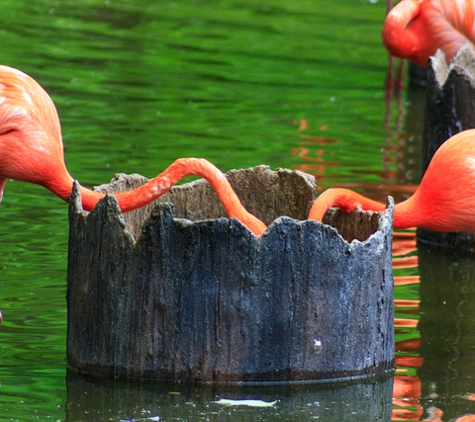 Saint Louis Zoo - Saint Louis, MO