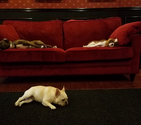 Executive Dog Lounge - Jersey City, NJ