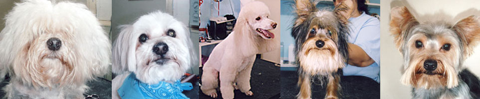 Groomers – Miami, FL – Bubbles Pet Grooming