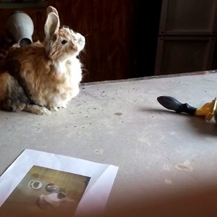 Preserved Pets. Pet on Preserved Pets table at pick-up, with pose photo.  Thought the rabbit would look like the pose picture.  Nope!