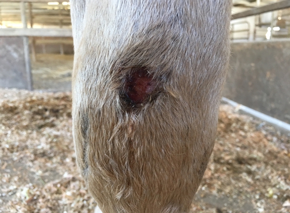 Buena Amor Ranch - Pleasanton, CA. This is just one small scratch that Owner of ranch has done to my horse.