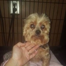 Groomingdale's Pet Salon - Pet Services