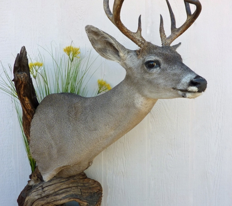 Tucson Taxidermy - Tucson, AZ