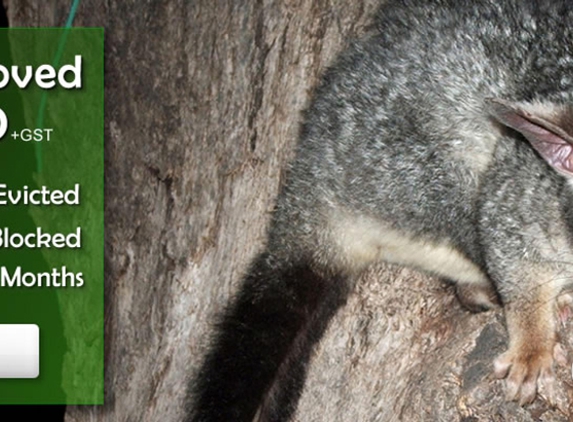 Possum Catchers - Balwyn North, VIC