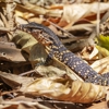 Next Generation Pest Control gallery