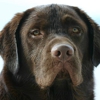 Excalibur Labradors gallery