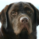 Excalibur Labradors - Pet Breeders