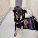 A Dog's Night Inn - Pet Boarding & Kennels