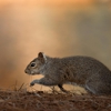 SafeSpray Pest Control gallery