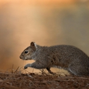 Ram Termite Control - Pest Control Equipment & Supplies