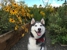 Furever Pet Sitters - Pet Services