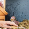 Bell Pest Services gallery