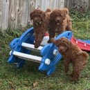 Royal Plush Mini Goldendoodles - Pet Breeders