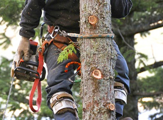 Cornerstone Tree Service - Medford, NJ