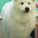 Need-Us Bark-Us Dog Grooming Salon & Spa - Pet Services