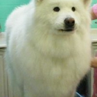 Need-Us Bark-Us Dog Grooming Salon & Spa