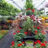 Cline Greenhouse & Landscaping gallery