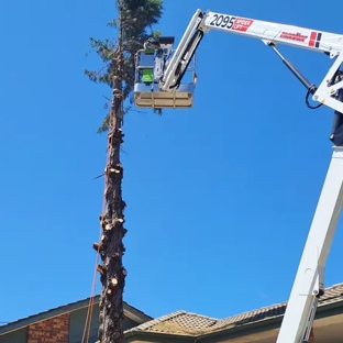 Hortum Tree Services - Jerrabomberra, NSW