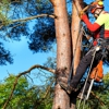 Moran Tree Service gallery