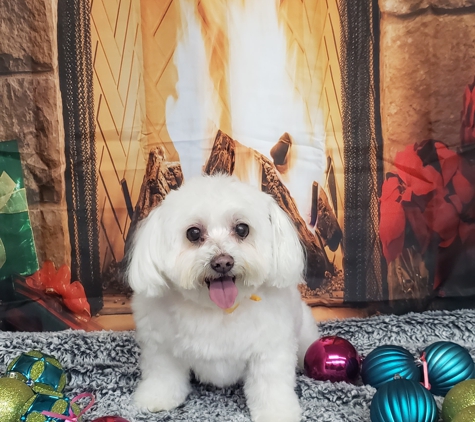 Dapper Dog - East Providence, RI