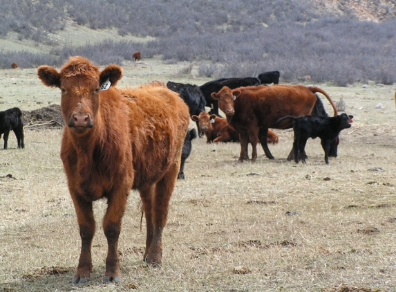 Hideaway Cattle Company - Eaton, CO