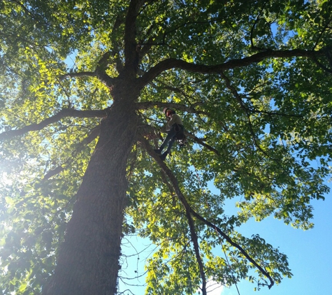 Tree Hugger Landscaping - Middletown, OH. Climbing a Sycamore tree