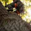 Majestic Tree Service gallery