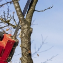 All star tree service - Tree Service
