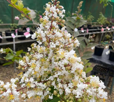 Highfields Garden Centre - Highfields, QLD