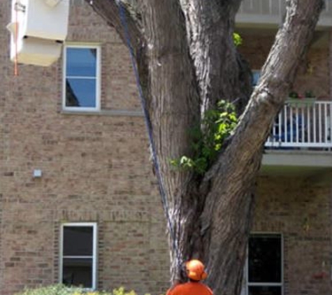 Foley's Tree Service - Tomahawk, WI