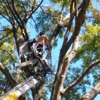 A-1 Tree Service gallery