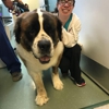 Thrive Pet Healthcare Specialists Miami gallery